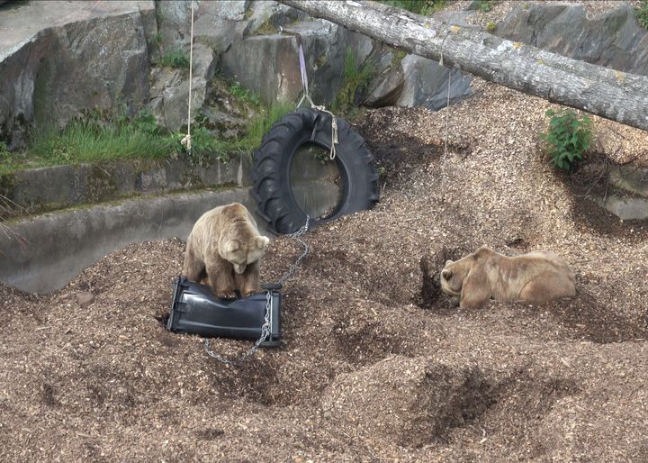 Karhu testaa roska-astiaa 2