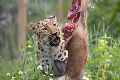 En amurleopardhona äter av en trafikdödad hjort.