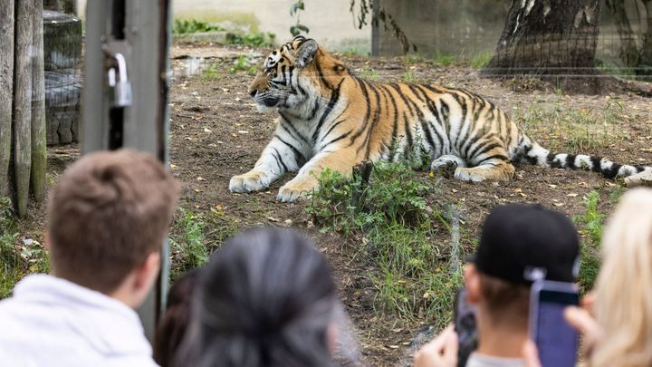 Korkeasaaren vapaaehtoisena pääset viettämään ikimuistoisen päivän eläinten ja nuorten parissa.