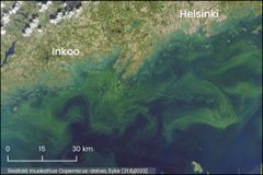 Satelliittikuvista havaittiin sinilevien pintakukintaa Helsingin ja Porkkalanniemen eteläpuolella keskiviikkona 21. kesäkuuta.