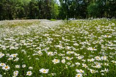 Päivänkakkaroita Lappeenrannan niittykumpuverkostossa. Kuva: Riku Lumiaro / Syke