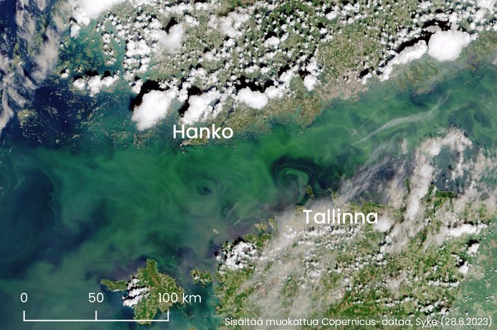 Sinilevää on havaittu Suomenlahdella Sentinel-satelliittien kuvilla sekä pinnanalaisissa kerroksissa että paikoin myös pinnassa.