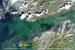 Blågrönalger har observerats i Finska viken med bilder från Sentinel-satelliterna både i lager under ytan och ställvis även på ytan.