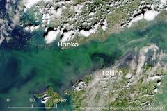 Sentinel satellites’ images reveal blue-green algae in the Gulf of Finland, both in subsurface layers and in places also on the surface.