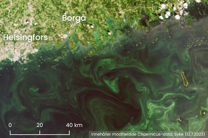 På öppna havsområden har observerats bälten av blågrönalger vid vattenytan med satellitbilder bland annat i de östligare delarna av Finska viken.