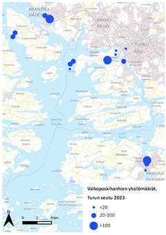 Valkoposkihanhien yksilömäärien jakaantuminen Turussa 2023. Kuva: Syke