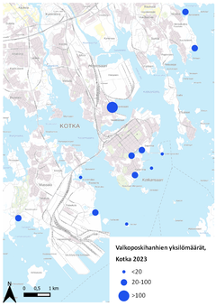 Valkoposkihanhien yksilömäärien jakaantuminen Kotkassa 2023. Kuva: Syke