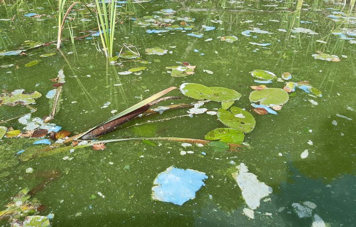 Blue-green algae outbreaks can turn bluish or cyan ("blue-green") when they disintegrate. © Laura Härkönen