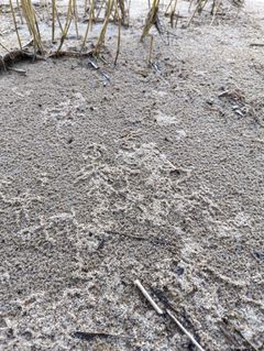 Kaivautujakuoriaisten jälkiä hiekkaranalla. Kuva: Terhi Ryttäri