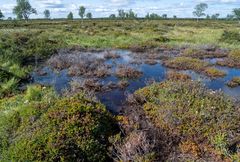 A melted palsa mound in Inari in 2023.