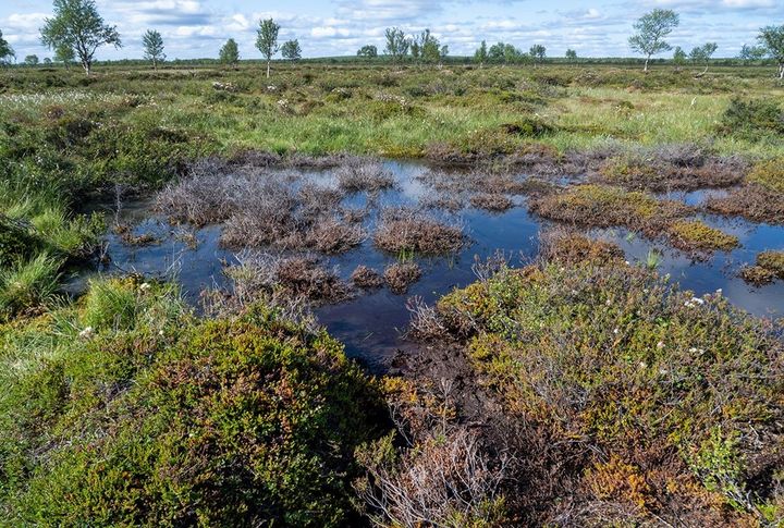A melted palsa mound in Inari in 2023.