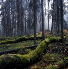 Vanhaa metsää Evon suojelualueella. Evo oli keskeinen tutkimusalue IBC-Carbon hankkeessa.