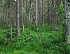 Luontoselvityksessä tarkasteltavia luonnonarvoja ovat muun muassa uhanalaiset luontotyypit. Uhanalaisten luontotyyppien arvioinnissa käytettyä LuTU-luokittelua suositellaan ensisijaiseksi luontoselvityksissä käytettäväksi luontotyyppien luokitteluksi. Kuvassa varpukorpi, joka on koko maassa erittäin uhanalainen luontotyyppi.