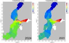 Kuva 3. Itämeren pintaveden fosfaattifosforipitoisuus (mikromoolia litrassa) talvella 2024 ja 2023.