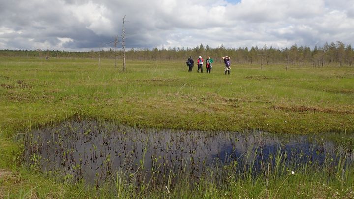 Neljä ulkoiluasuista tutkijaa seisoo kesäisellä suolla pilvisen taivaan alla.