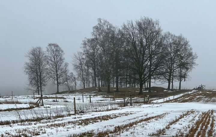 Alku- tai lopputalven maisema Helsingin Viikistä. Kuvassa näkyy pieni puurykelmä peltojen keskellä. Maa on osittain lumen peitossa eikä puissa ole lehtiä.
