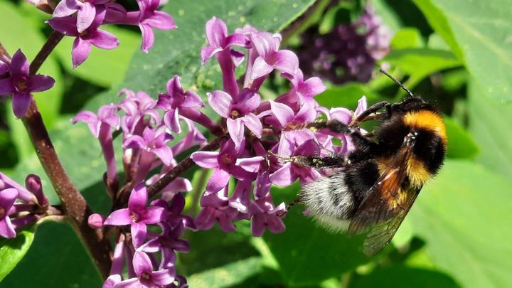 Trädgårdshumla på blomman av ungersk syren.