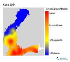 Sinileväkukintariskikartta kesälle 2024, jossa näkyvät eri riskitasot: suuri, huomattava, kohtalainen ja vähäinen. Suomenlahden itäisimmän pohjukan sinileväriskiä ei ole arvioitu, sillä alueelta ei ole saatavissa ravinnetietoja.