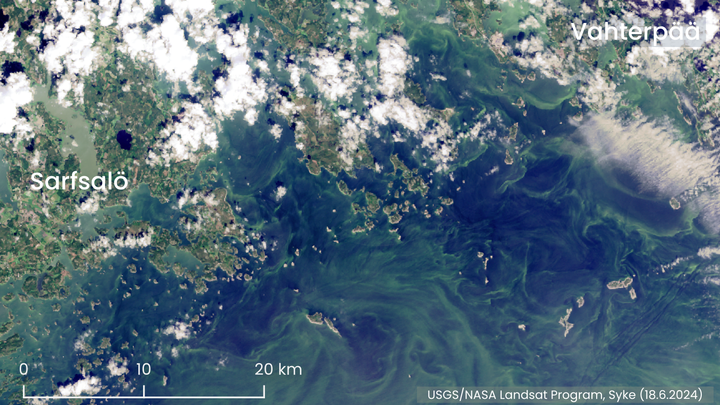 Satellitbild som visar ytansamlingar av cyanobakterier i kustområdet mellan Borgå och Kotka den 18 juni 2024.