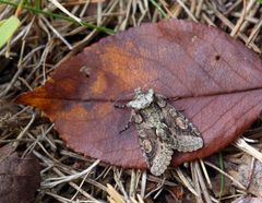 Orapihlajayökkönen (Allophyes oxyacanthae). Kuvaaja: Helmut Diekmann