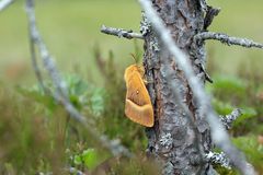 Tammikehrääjä (Lasiocampa quercus). Kuvaaja: Helmut Diekmann