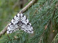 Havununna (Lymantria monacha) on yleistynyt Suomessa voimakkaasti ja levinnyt eteläisimmästä osasta maata Vaasa-Kuopio-linjalle. Kuvaaja: Helmut Diekmann