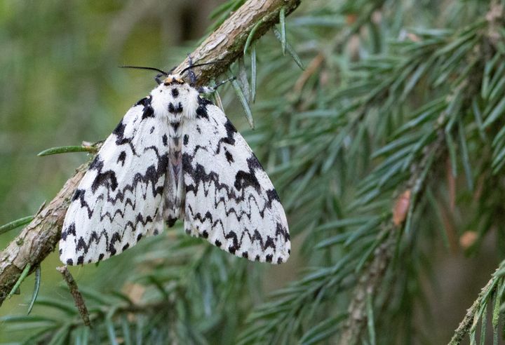 Black Arches (Lymantria monacha).