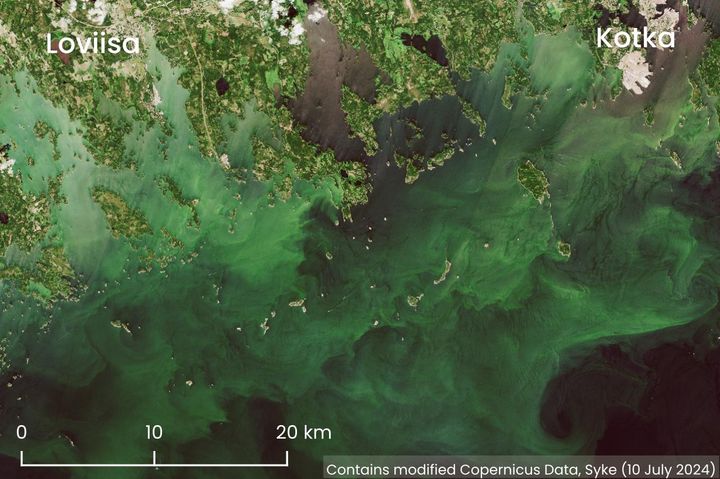 Satellite image showing blue-green algae bloom in the Gulf of Finland between Kotka and Loviisa on 10. July 2024.
