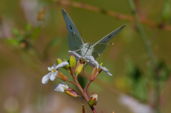 Naurisperhonen (Pieris rapae) on vaeltanut tänä kesänä maahamme selvästi viime vuosia runsaslukuisempana.
