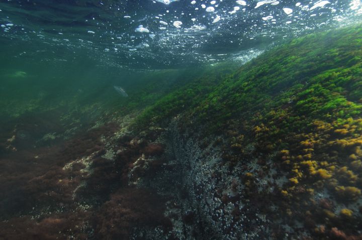 Underwater%20view%20in%20the%20Gulf%20of%20Finland%20showing%20rocks%20covered%20with%20algae%20and%20seaweed.