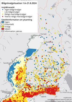 Karta över Finland som visar observationer av cyanobakterier mellan juni och augusti. Marinblå cirklar representerar platser utan algblomning, ljusblå cirklar visar lite algblomning, orange cirklar visar rikligt med algblomning och röda cirklar visar mycket rikligt med algblomning.