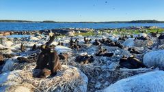 Cormorants nesting in Espoo.