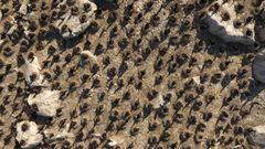Cormorants nesting in Pori (drone footage).