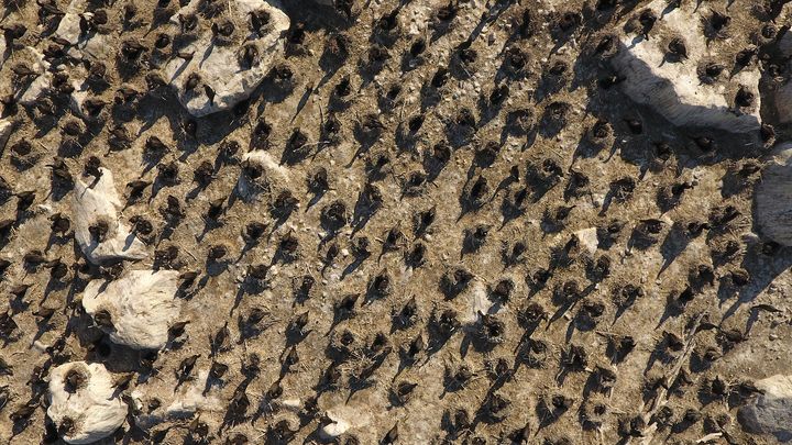 Cormorants nesting in Pori (drone footage).