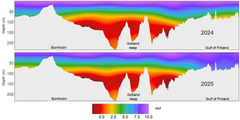 The oxygen situation in the Gulf of Finland was better in winter 2025 than in winter 2024. In January 2025, the oxygen concentration in the Gulf of Finland was good from the surface to the bottom in the eastern Gulf of Finland all the way to the Hanko Peninsula. The water in the main basin of the Baltic Sea is now anoxic below the depths of 80–90 metres.