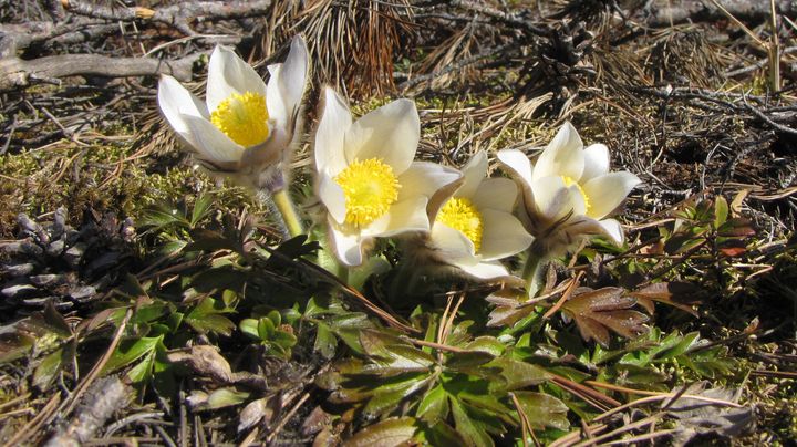 Kangasvuokko (Pulsatilla vernalis) on kevään aikaisia kukkijoita. Se on rauhoitettu koko maassa.