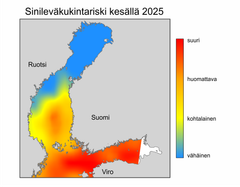 Sinilevälauttojen muodostumisriski on suuri Itämeren pääaltaan pohjoisosassa, Suomenlahdella, Saaristomerellä ja suuressa osassa Selkämerta. Perämerellä riski on edelleen vähäinen.