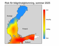 Risken är stor för att bälten av cyanobakterier bildas i norra delen av Östersjöns huvudbassäng, Finska viken, Skärgårdshavet och en stor del av Bottenhavet. I Bottenviken är risken fortfarande liten.
