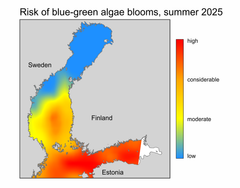The risk of the formation of rafts of blue-green algae is considerable in the northern part of the main basin of the Baltic Sea as well as in the Gulf of Finland, the Archipelago Sea and a large part of the Bothnian Sea. The risk remains low in the Bothnian Bay.