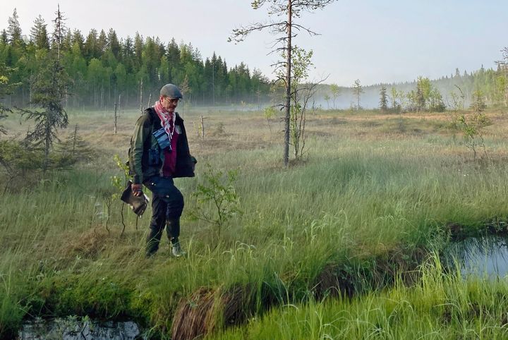 Pesivän maalinnuston vakiolinjalaskenta meneillään Sotkamon Naulavaarassa varhain aamulla 13.6.2025.