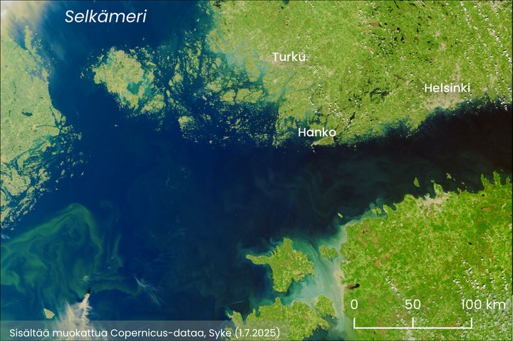 Sateliittihavainto sinilevästä Syke Tarkka-palvelussa: Helsinki, Hanko, Turku, Selkämeri.
