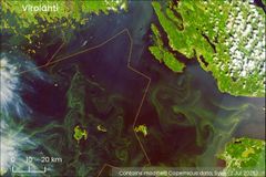 Satellite observation of cyanobacteria on Wednesday in the eastern Gulf of Finland.