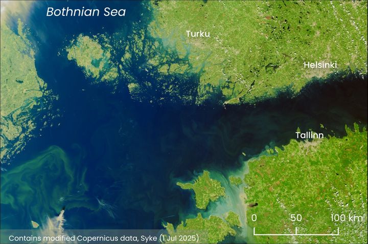 Satellite observation of blue-green algae in the Syke Tarkka service: Helsinki, Turku, Tallinn, Bothnian Sea