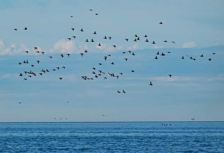 En flock sjöorrar.