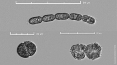 Kasviplanktonlajit: Melosira arctica, Levanderina fissa ja Peridiniella catenata.