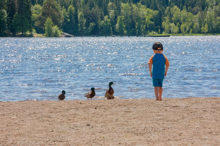 Pieni lapsi ja kolme sorsaa seisovat hiekkarannalla ja katsovat järvelle.