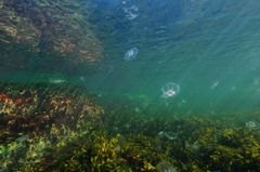 The underwater world