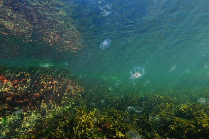 The%20underwater%20world