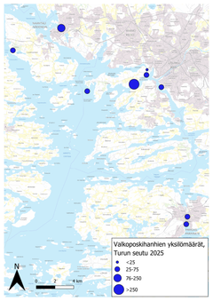 Valkoposkihanhien yksilömäärät Turun seudulla 2025. Kuva: Syke
