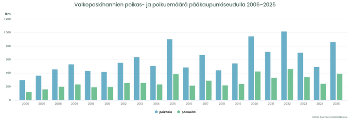 Valkoposkihanhien%20poikas-%20ja%20poikuem%E4%E4r%E4